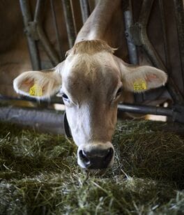 Farmhouse cow