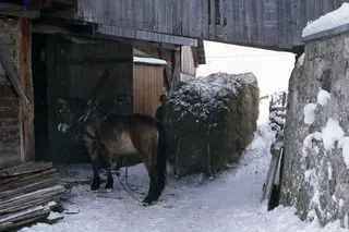 Traino fieno a cavallo