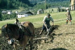 Plowing the fields with a horse in Longiarù