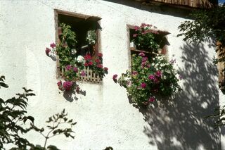 Flowers in the windows of Ostí Vedl