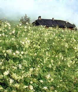 Flower meadow in Lungiarü